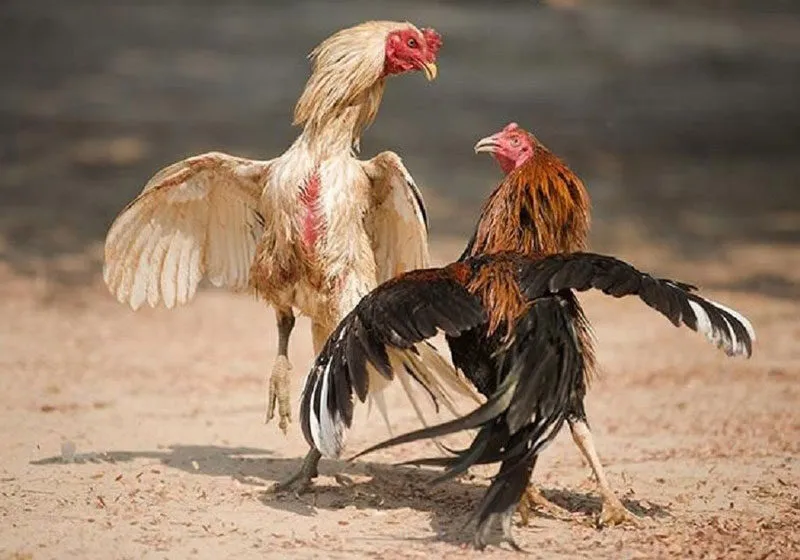 Giới thiệu cơ bản đá gà thomo là gì